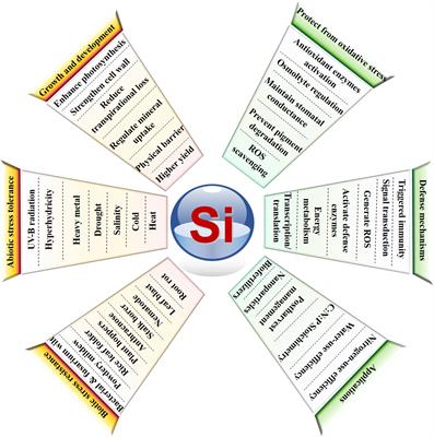 Editorial: Silicon: A “Quasi-Essential” element’s role in plant physiology and development